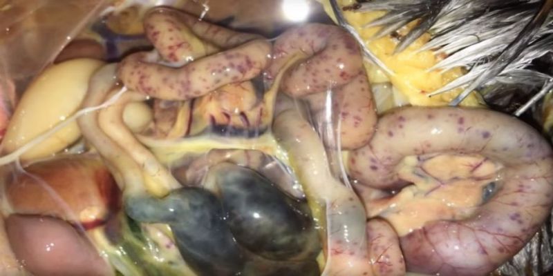Phương pháp giảm tỷ lệ bệnh ruột hoại tử ở gà hiệu quả