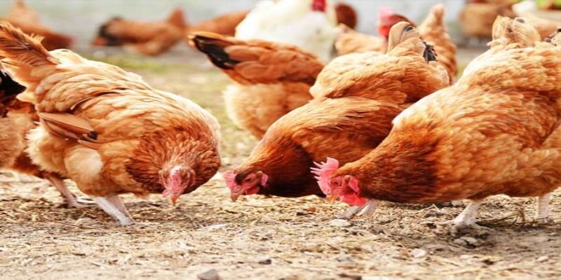 Cách điều trị bệnh ruột hoại tử ở gà hiệu quả