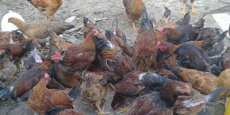 Những lưu ý khi nuôi giống gà lai chọi sọc