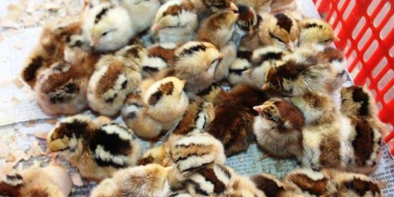 Giống gà lai chọi sọc là gì?