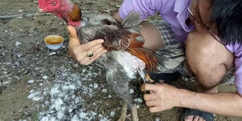 Hướng dẫn chăm sóc gà chọi tơ qua việc ăn uống