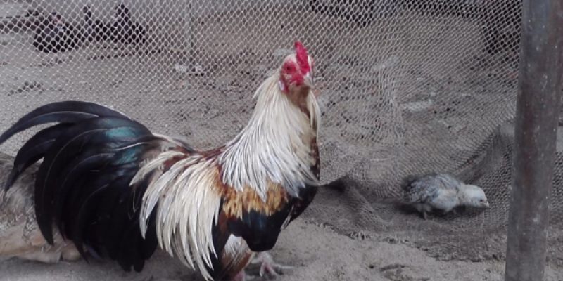 Hướng dẫn chọn giống gà tre đá