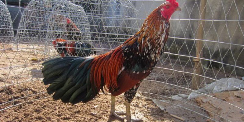 Hướng dẫn mua gà đá trên mạng