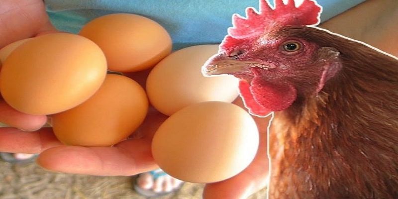 Trong quá trình kích gà đẻ nhiều trứng thì nước đóng vai trò rất quan trọng