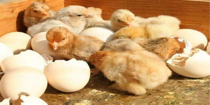 Để có được sản lượng trứng lớn thì chọn giống chính là yếu tố tiên quyết