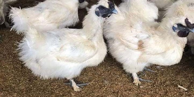 Kỹ thuật nuôi gà ác sinh sản như thế nào?