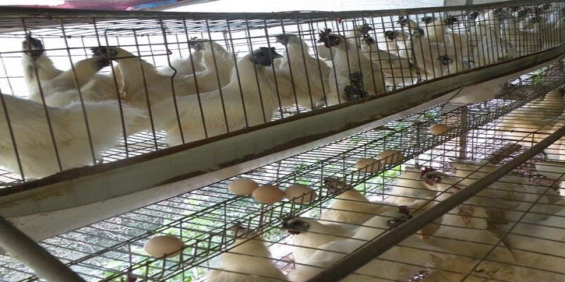 Kỹ thuật nuôi gà ác sinh sản tốt nhất