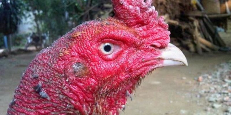 Kỹ thuật xem mắt gà chọi hay 