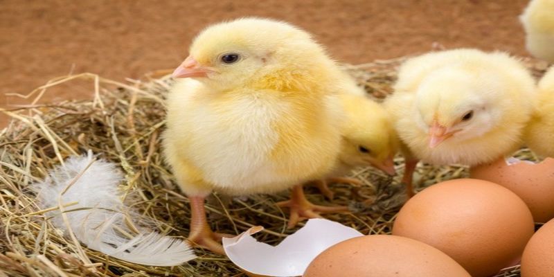 Tiêu chí lựa chọn gà giống tốt