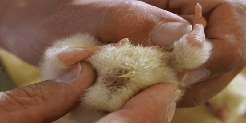 Chọn gà có phần rốn không sưng đỏ