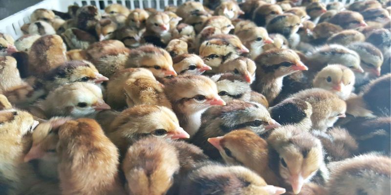 Lưu ý khi lựa chọn gà giống tốt