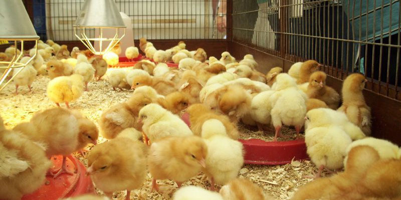 Yêu cầu về máng ăn cho gà