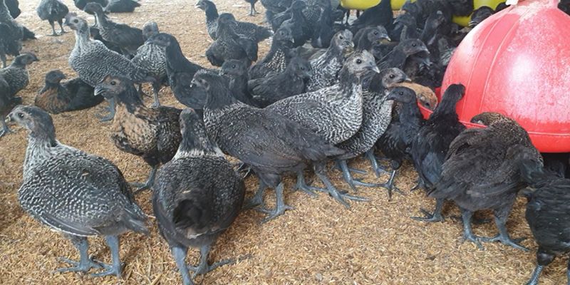 Cách nuôi và chăm sóc gà ác giai đoạn hậu bị
