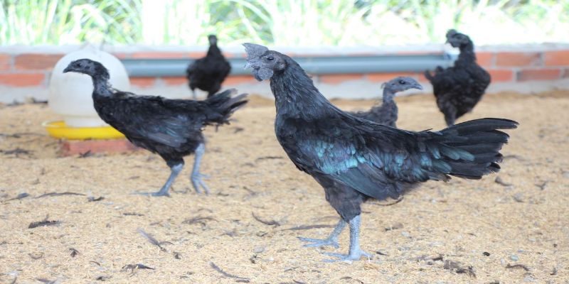 Cách nuôi và chăm sóc gà ác giai đoạn sinh sản