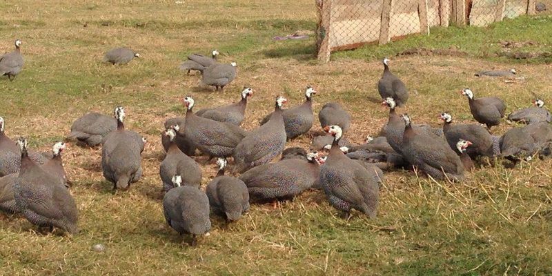 Kỹ thuật nuôi và chăm sóc gà sao chuẩn