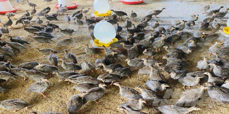 Thức ăn - Yếu tố quan trọng trong cách nuôi và chăm sóc gà sao
