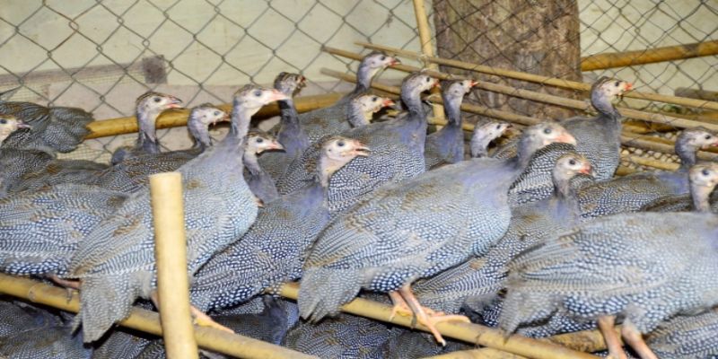 Điều kiện chiếu sáng trong nuôi và chăm sóc gà sao