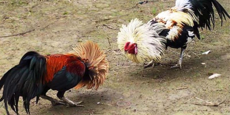Cách phân biệt gà chọi thuần chủng chính xác nhất