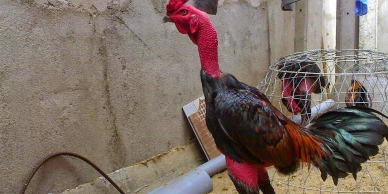 Hướng dẫn chọn gà để chọi “ Nhất mình, Nhì chân, Tam đầu, Tứ đuôi”