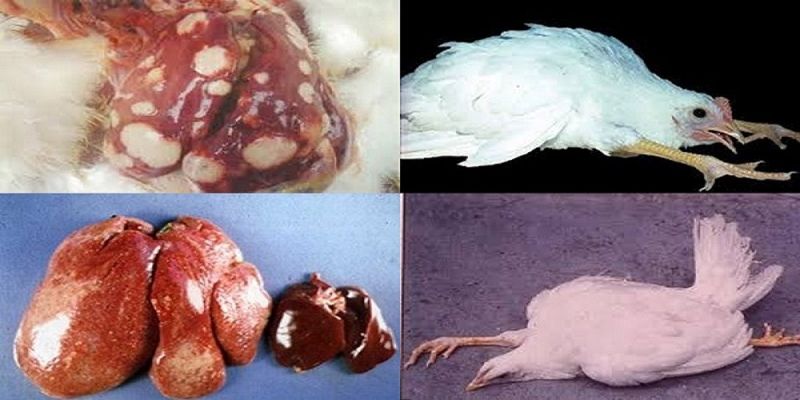 Bệnh Marek ở gà nguyên nhân là do đâu?