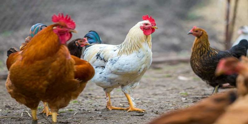 Cách phòng và điều trị bệnh Marek ở gà