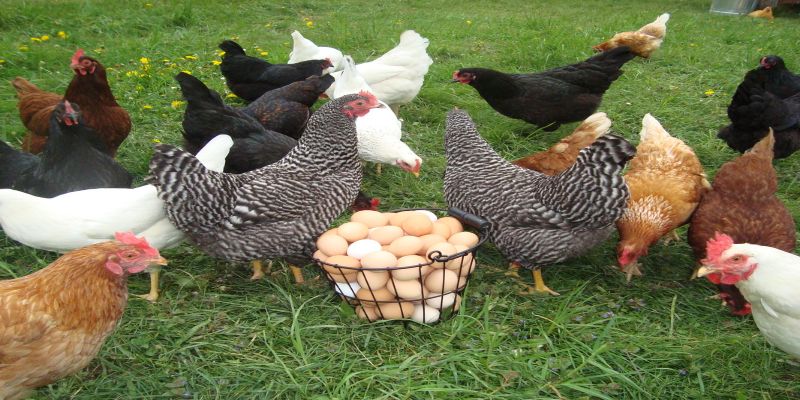 Tìm hiểu về giai đoạn gà ấp trứng của gà