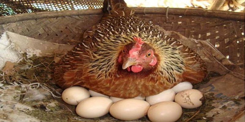 Một số phương pháp để gà mẹ bỏ ấp