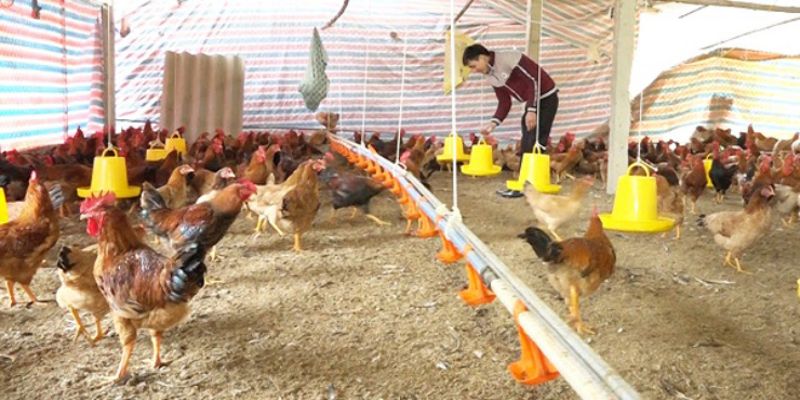 Độ ẩm - Tiêu chuẩn môi trường trong chăn nuôi gà quan trọng