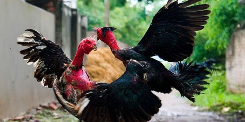 Tìm hiểu về gà chọi là gì? 