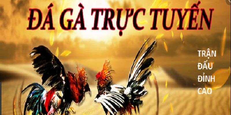 Dựa vào đâu để biết trang đăng ký đá gà có uy tín hay không?