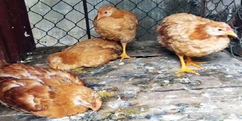 Triệu chứng bệnh thương hàn gà
