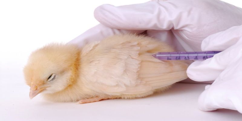Cách điều trị bệnh thương hàn gà