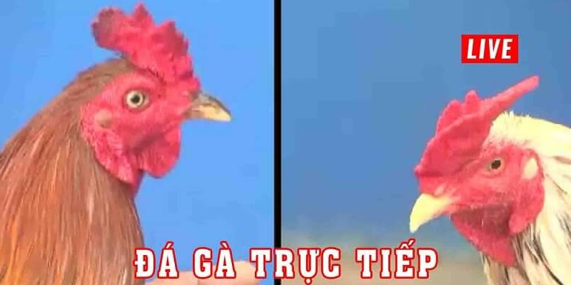 Xem trực tiếp đá gà cựa dao campuchia ở đâu?