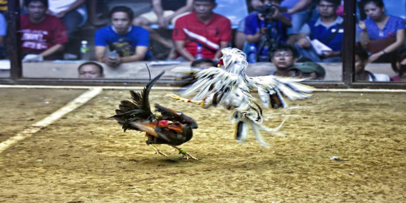 Trực tiếp đá gà uy tín nhất tại daga88.today