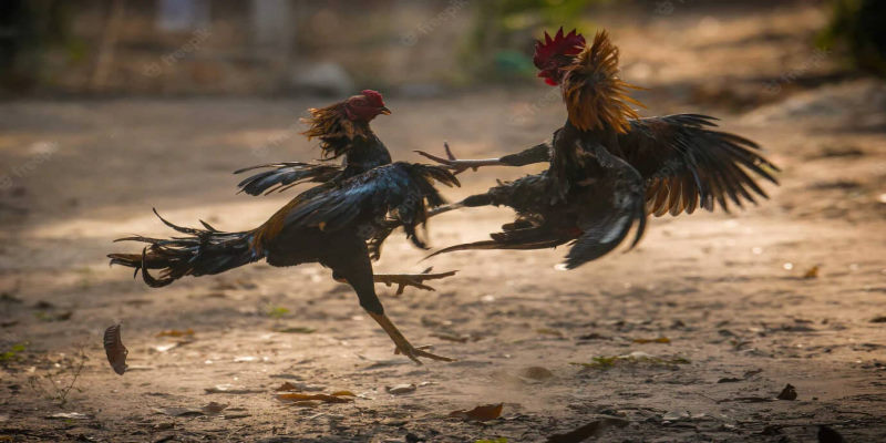 Đá gà Thomo hay nhất được tường thuật đầy đủ tại daga88.today