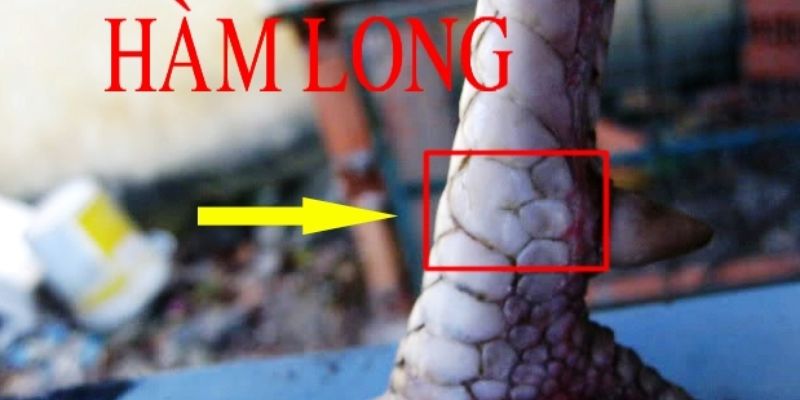 vảy gà chọi độc là gì