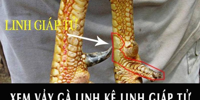 Top 3 loại vảy gà chọi độc - đẹp - lạ không phải ai cũng biết 