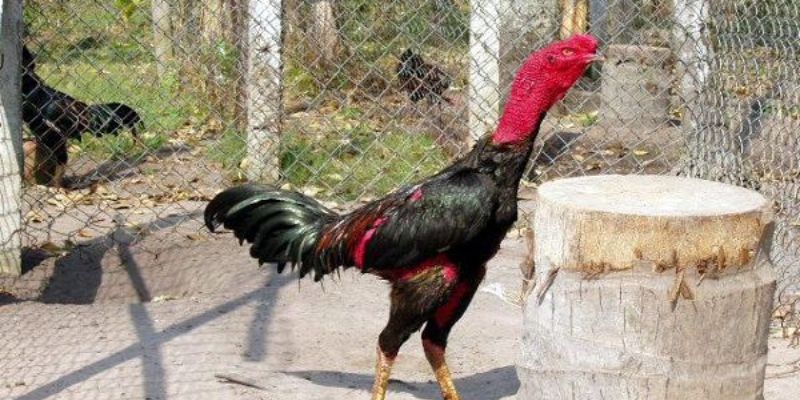 Kết hợp việc xem chân gà chọi và màu lông
