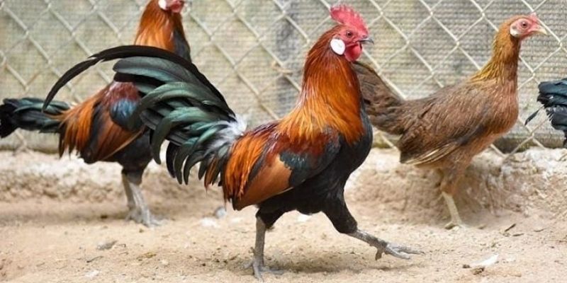 Đá gà cựa sắt Campuchia là gì? 