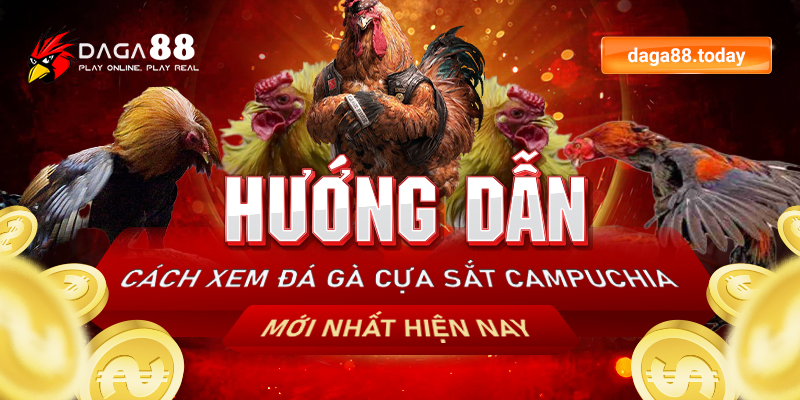 Luật chơi đá gà cựa sắt campuchia mới nhất
