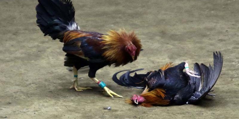 Đá gà cựa sắt miền tây được nhiều người hâm mộ