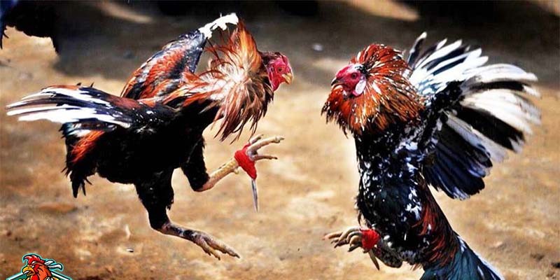 Có nhiều giống gà chất lượng