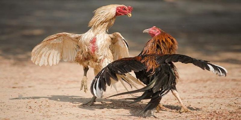 Video có hình ảnh rõ nét và tốc độ đường truyền tốt