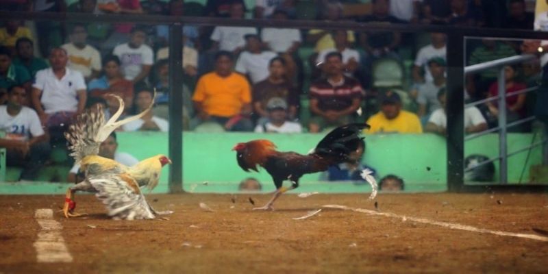 Xem đá gà trực tiếp hôm nay tại DAGA88 vào thời điểm nào?