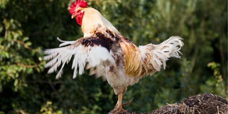Cách xem ngày đá gà cựa sắt theo màu gà và mùa 