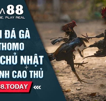 Cách Chơi Đá Gà Trực Tiếp Thomo Hôm Nay Chủ Nhật Để Trở Thành Cao Thủ