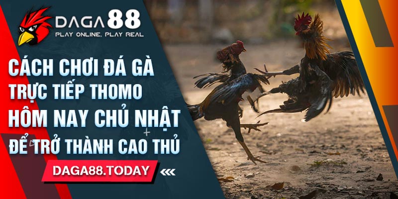 Cách Chơi Đá Gà Trực Tiếp Thomo Hôm Nay Chủ Nhật Để Trở Thành Cao Thủ