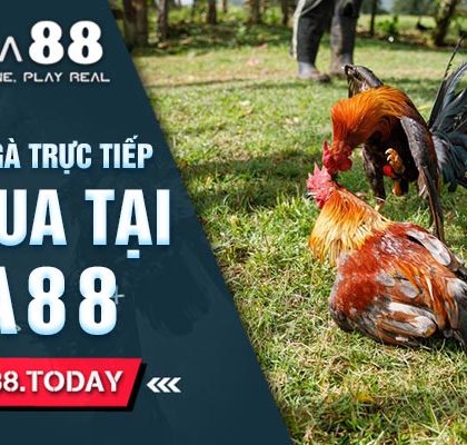 Cách Xem Đá Gà Trực Tiếp Hôm Qua Tại Daga88
