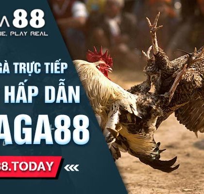 Khám Phá Đá Gà Trực Tiếp Việt Nam Hấp Dẫn Tại Daga88