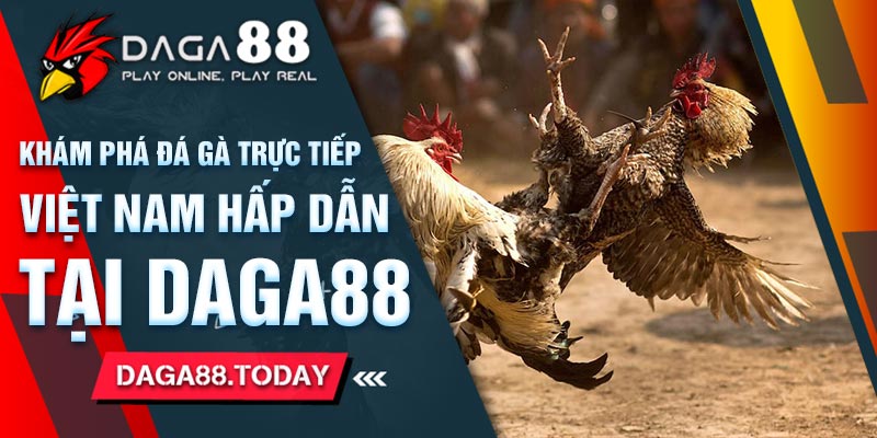 Khám Phá Đá Gà Trực Tiếp Việt Nam Hấp Dẫn Tại Daga88